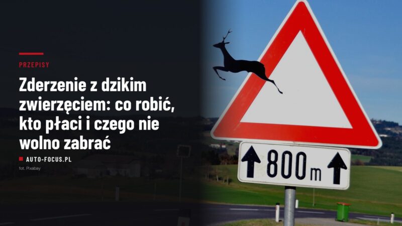 Trójkątny znak ostrzegawczy z sylwetką skaczącego jelenia i tabliczką 800 m przy drodze